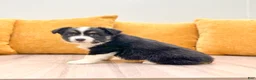 Miniature Australian Shepherd dogs for sale: Daisy - Ad 3