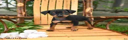 Miniature Pinscher dogs for sale: Daisy - Ad 4