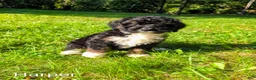 Mini Bernedoodle dogs for sale: Harper - Ad 4