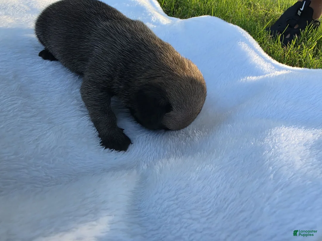 Pug dogs for sale: Pug Puppy 4 - Ad 2