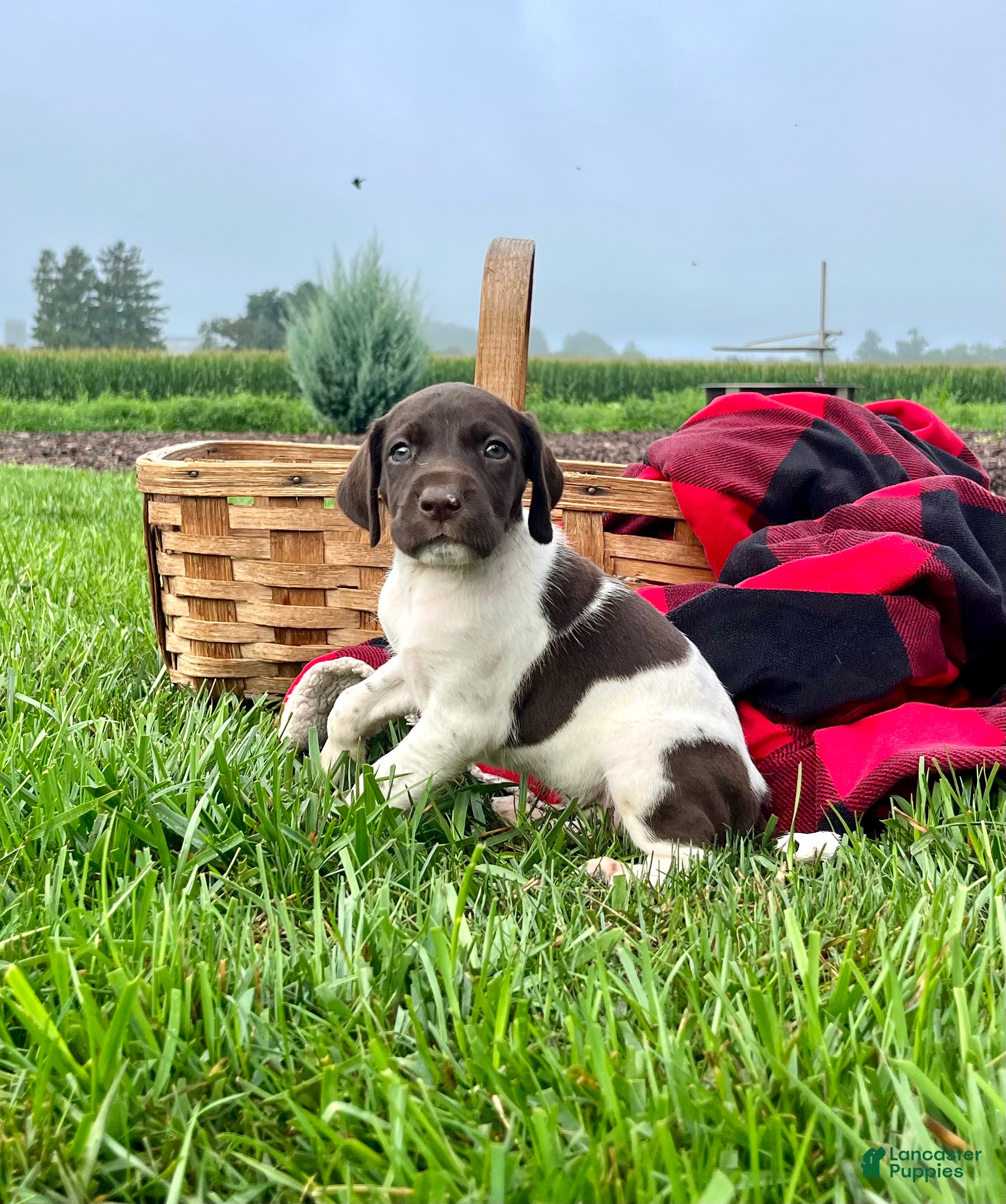 German Shorthaired Pointer dogs Raven❤️Akc registered🐾 text or call - Ad 2