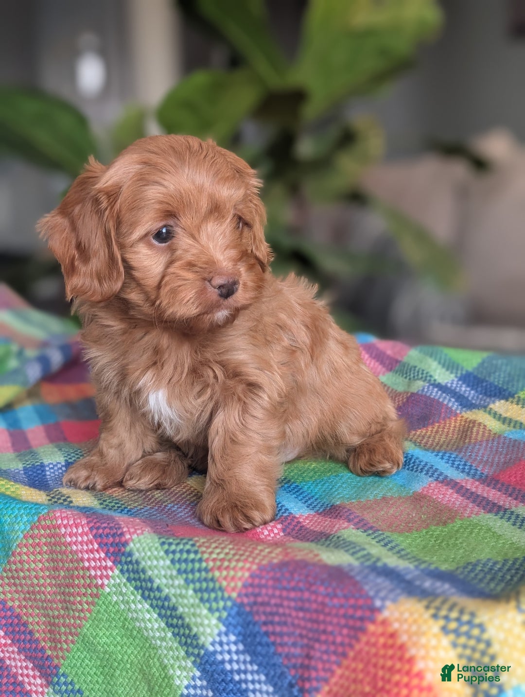 Yorkiepoo dogs for sale: Abby - Ad 4