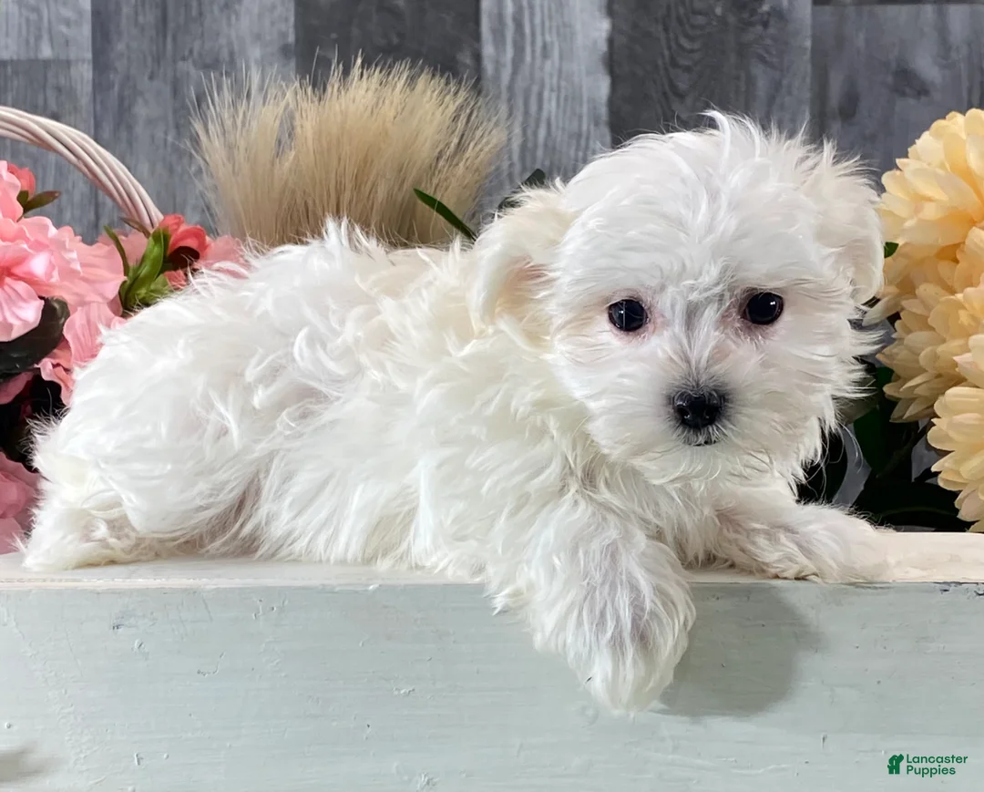 Maltese dogs for sale: Mya - Ad 4