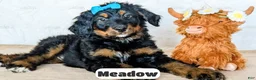 Bernedoodle dogs for sale: Meadow - Ad 12