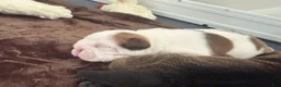 Mixed Breed dogs for sale: Spots - Ad 3