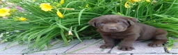 Labrador Retriever dogs for sale: Volet  - Ad 1