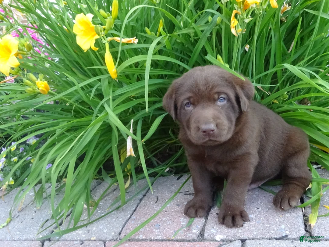 Labrador Retriever dogs for sale: Volet  - Ad 1