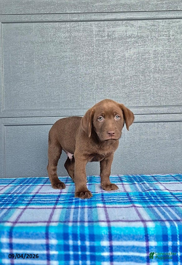 Labrador Retriever dogs Jack - Ad 2