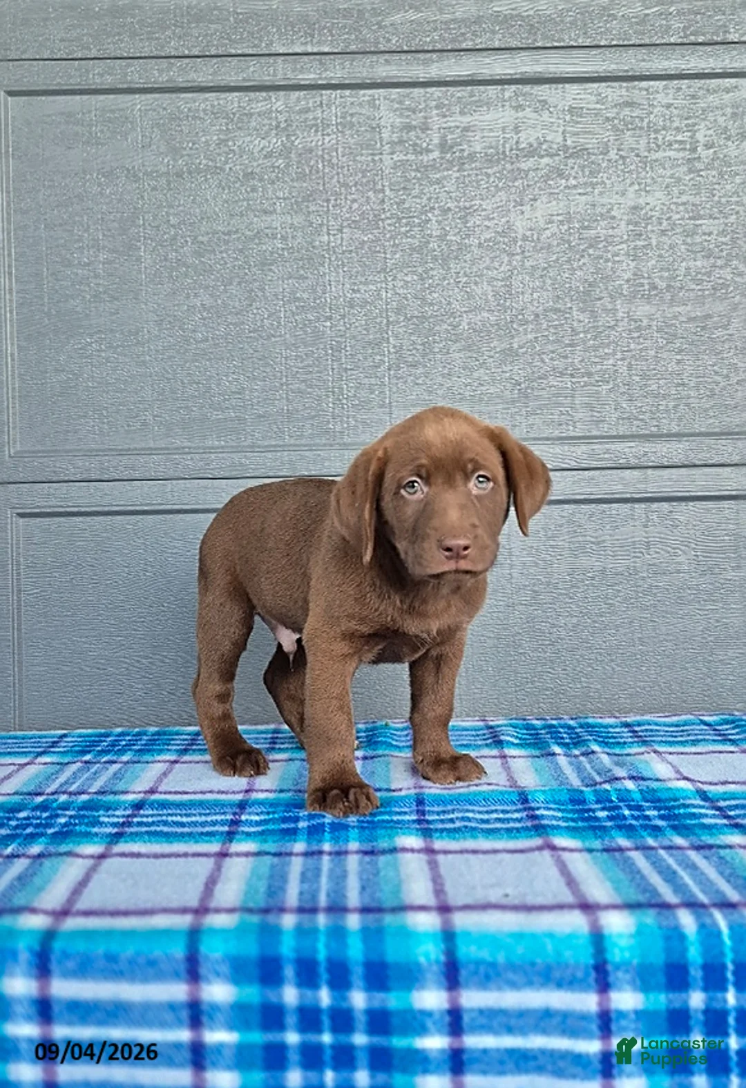 Labrador Retriever dogs for sale: Jack - Ad 2