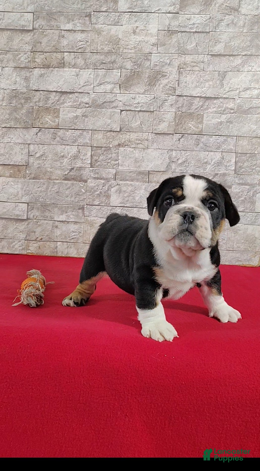 English Bulldog dogs Silas - Ad 2