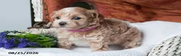 Maltipoo dogs for sale: Darcy - Ad 5