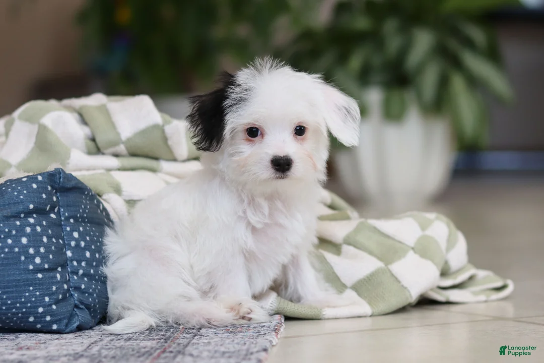 Morkie dogs for sale: Bobby - Ad 5