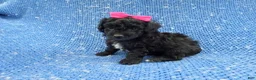 Morkie dogs for sale: Beth - Ad 1