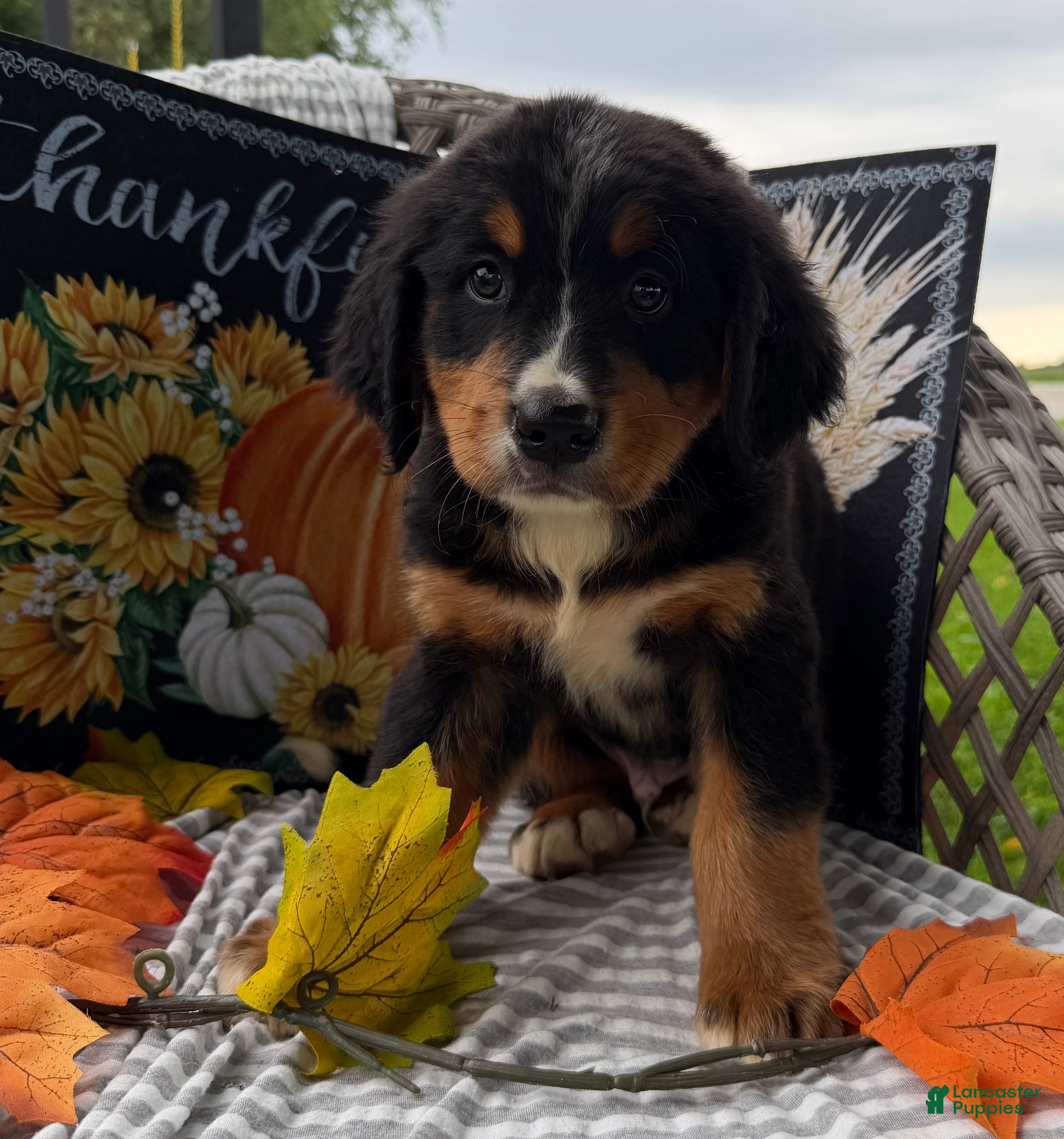 Bernese Mountain Dog dogs for sale: Corona  - Ad 4