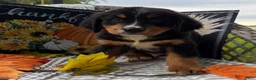 Bernese Mountain Dog dogs for sale: Corona  - Ad 1