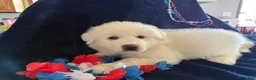 Great Pyrenees dogs for sale: Liberty  - Ad 1