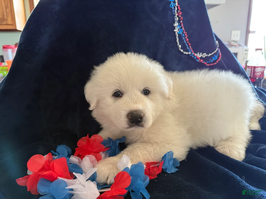 Great Pyrenees dogs for sale: Liberty  - Ad 1