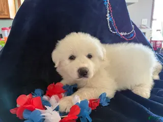 Great Pyrenees dogs Liberty - Ad 12