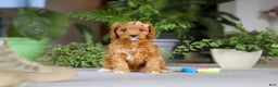 Cavapoo dogs for sale: Jewel - Ad 7
