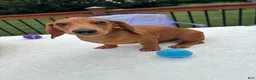 Miniature Dachshund dogs for sale: Rex - Ad 5