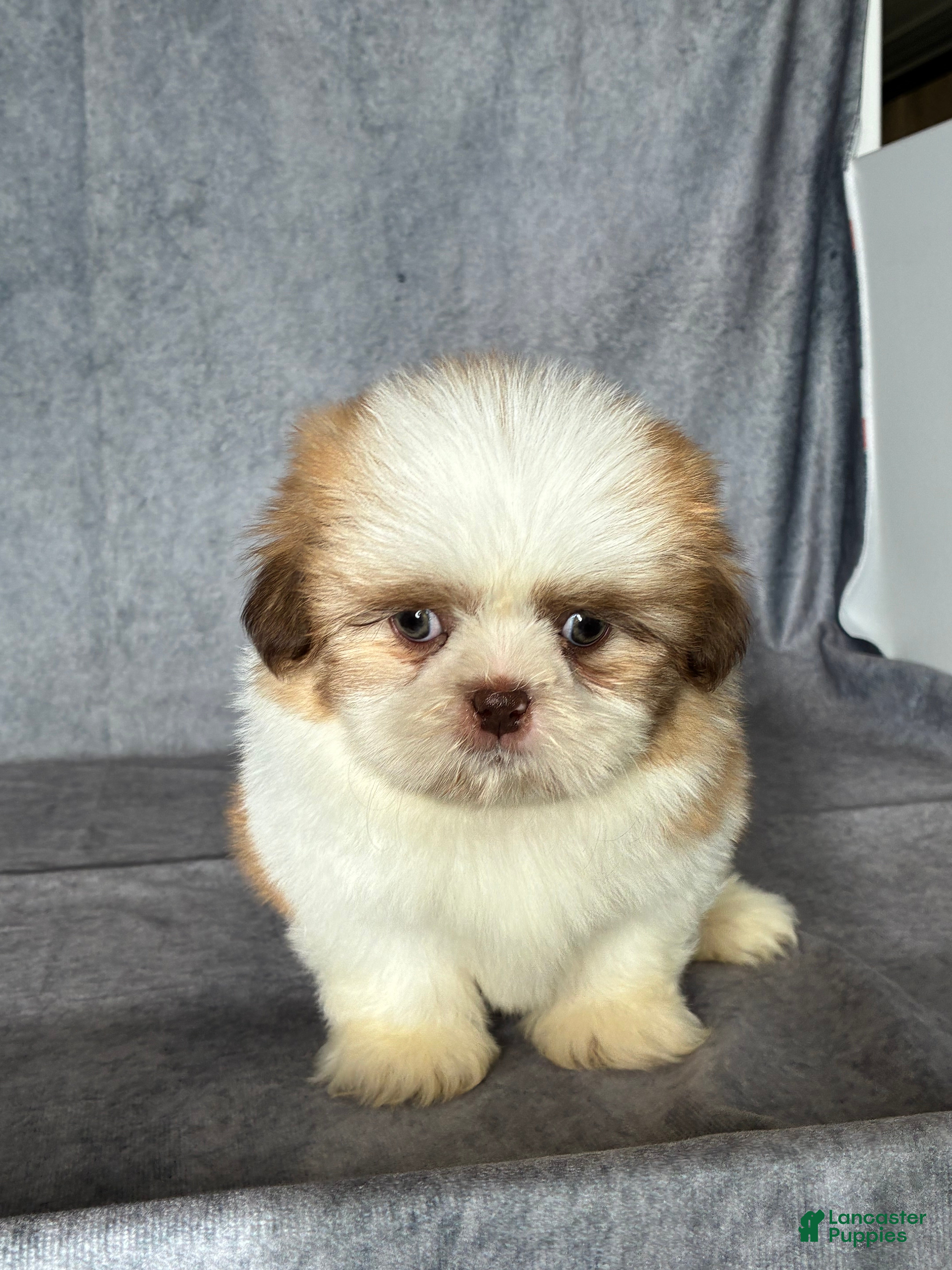 Shih Tzu dogs Kia (AKC) - Ad 2