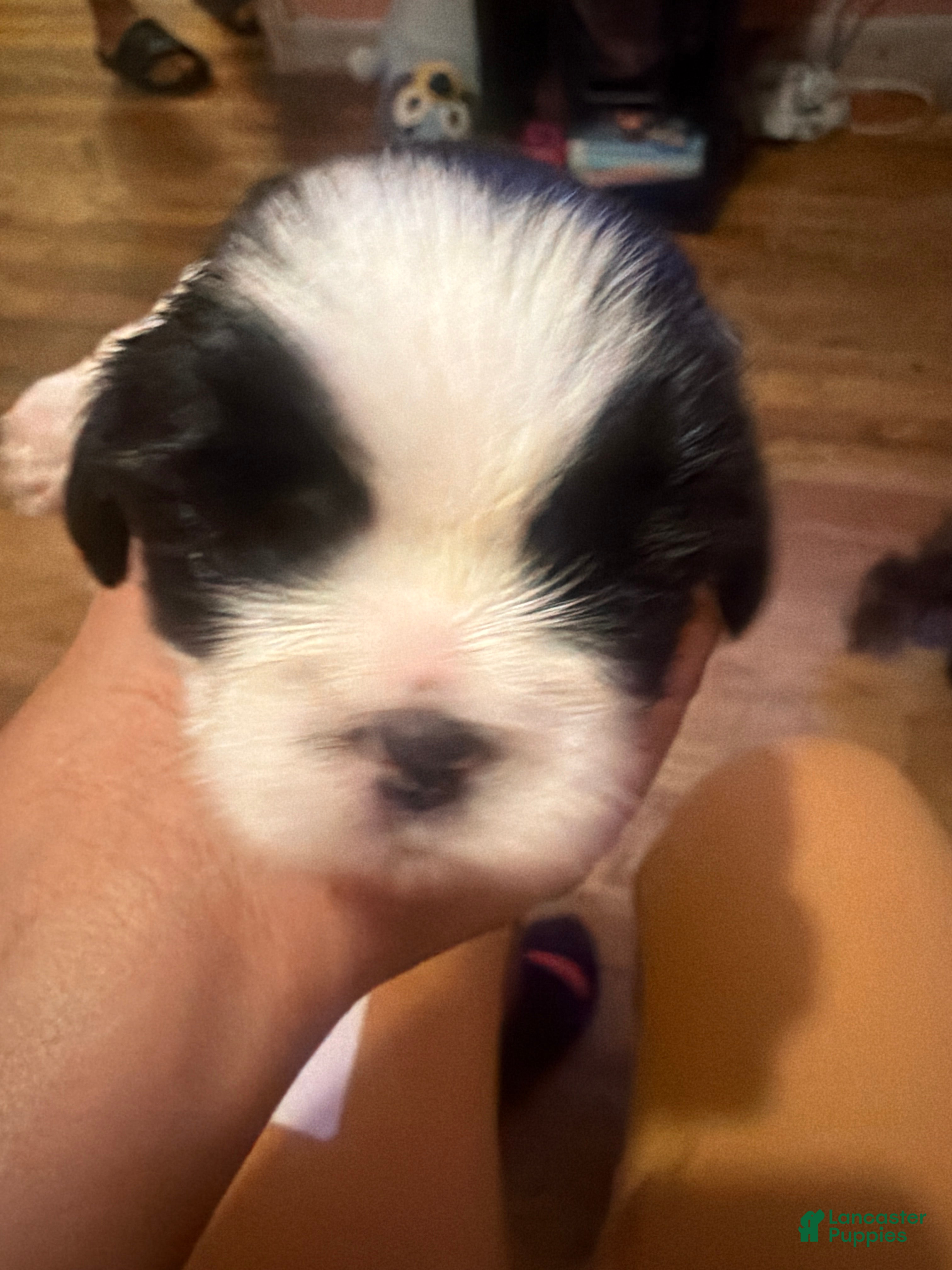Shih Tzu dogs Shih Tzu 2 - Ad 22