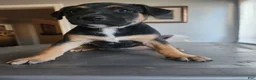 Belgian Malinois dogs for sale: Belgian Malinois 2 - Ad 1