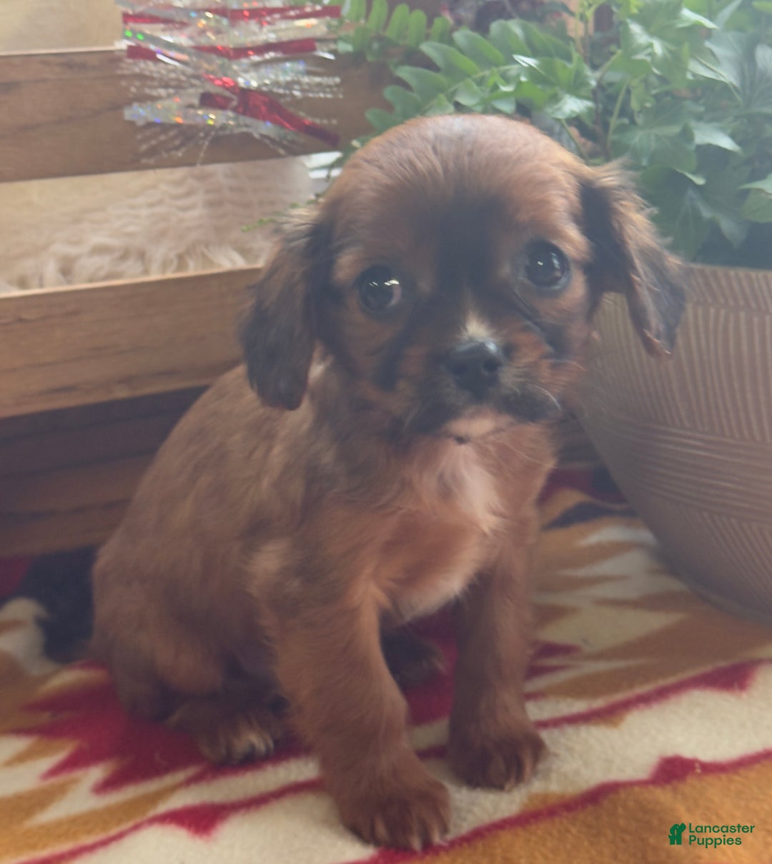 Mixed Breed dogs for sale: Shep - Ad 6