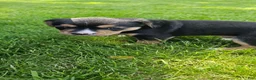Mixed Breed dogs for sale: Blaze - Ad 5