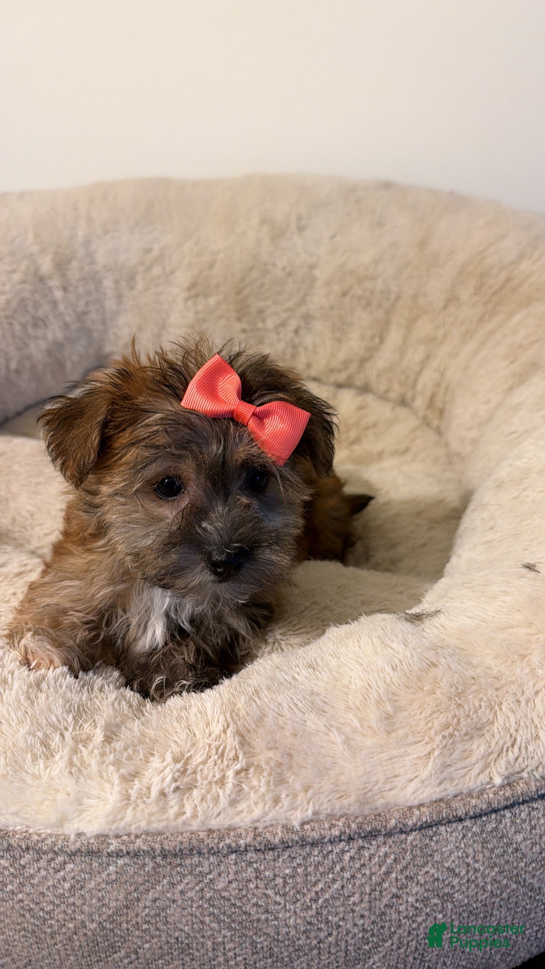 Morkie dogs for sale: Emma  - Ad 4