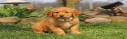 Golden Retriever dogs for sale: Hazel - Ad 5