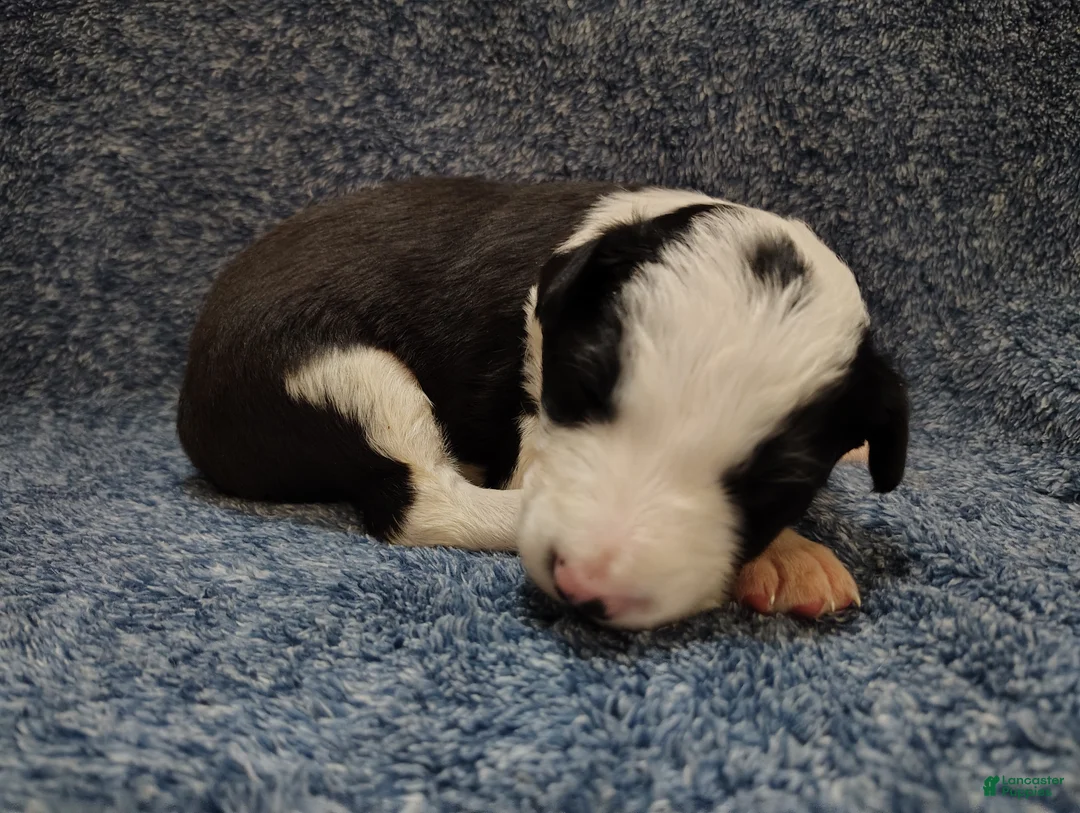 Border Collie dogs for sale: Chex - Ad 1