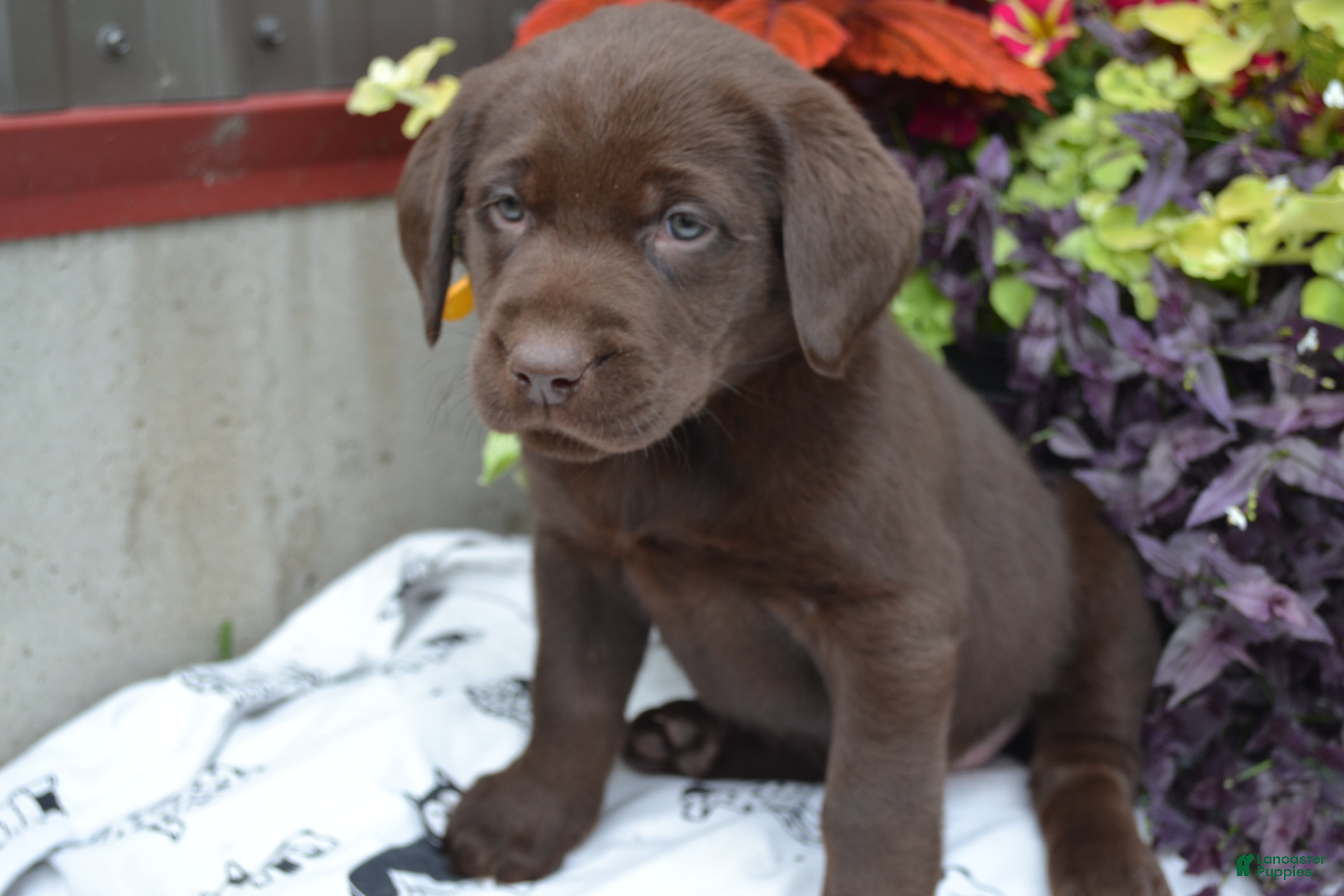 Labrador Retriever dogs Lysa - Ad 2