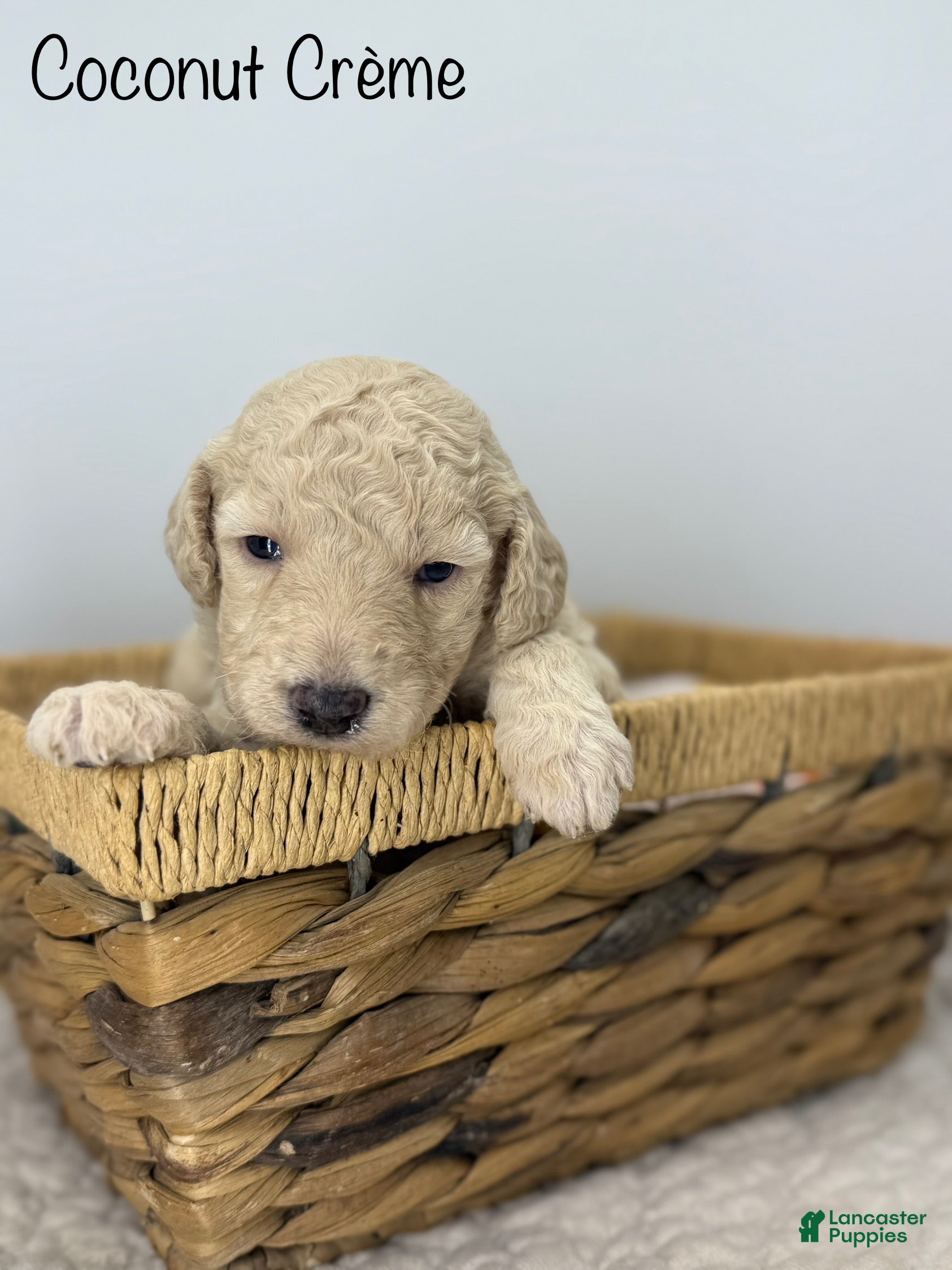 Sheepadoodle dogs Coconut Crème  - Ad 20