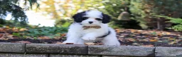 Cavapoo dogs for sale: Brady - Ad 6
