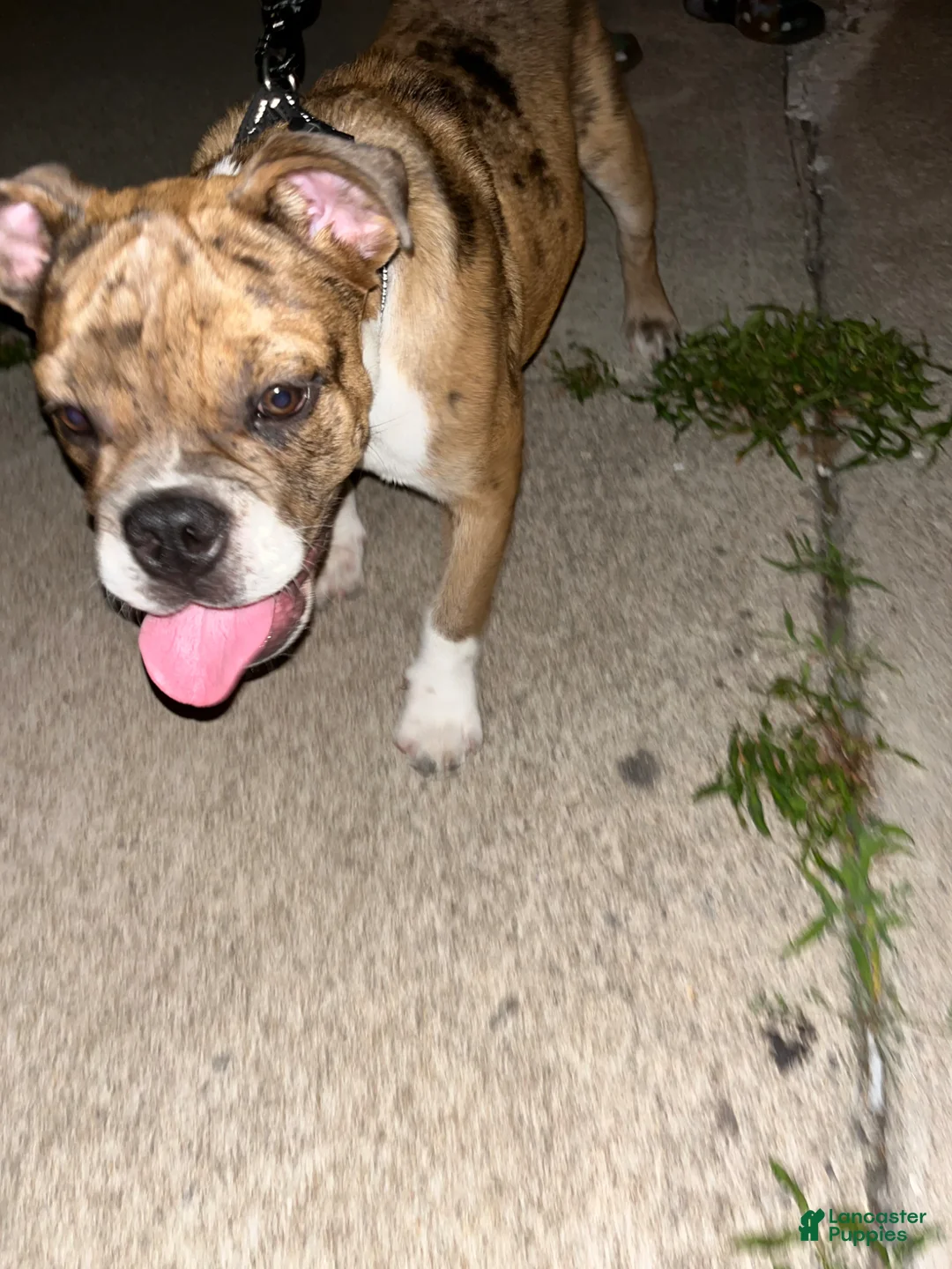 Mixed Breed dogs for sale: Mixed Breed Puppy 1 - Ad 2