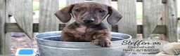 Dachshund dogs for sale: Steffen - Ad 5