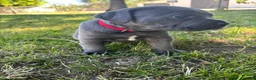 Cane Corso dogs for sale: Red  - Ad 4