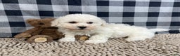 Bichon Frise dogs for sale: Bruce - Ad 3