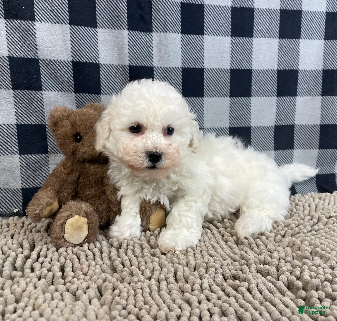 Bichon Frise dogs for sale: Bruce - Ad 3