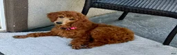 Standard Poodle dogs for sale: Beaux - Ad 3