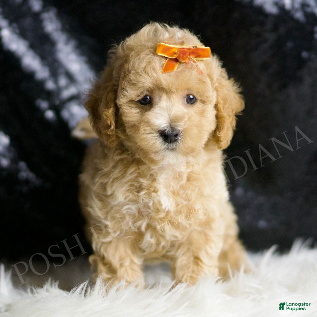 Maltipoo dogs for sale: Hazelnut - Ad 3