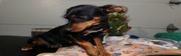 Miniature Pinscher dogs for sale: Miniature Pinscher Puppy 1 Twinkle - Ad 2