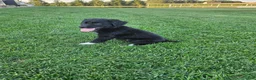 Mixed Breed dogs for sale:  Molly  - Ad 4