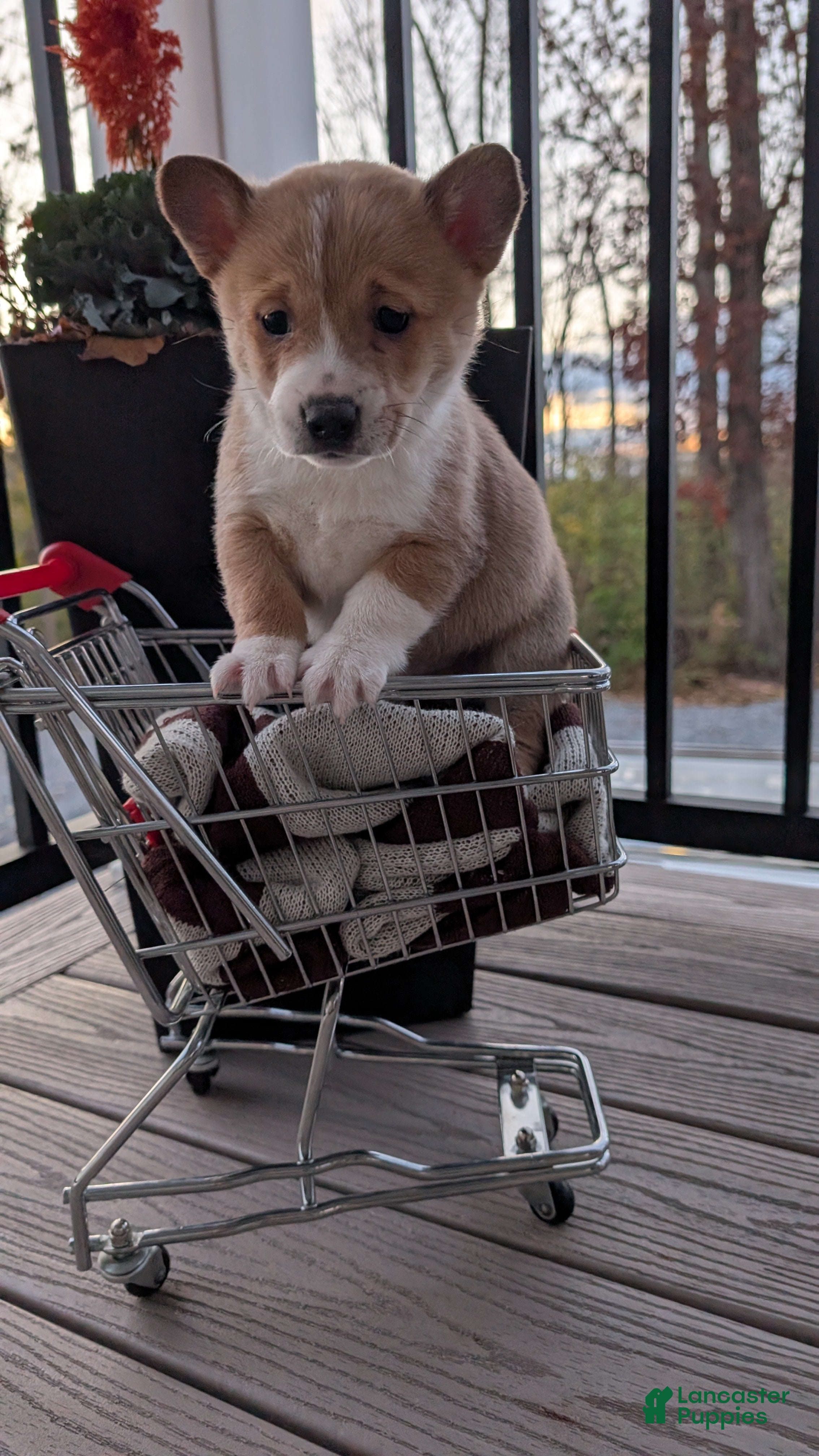 Mixed Breed dogs Donnie  - Ad 35