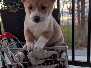 Mixed Breed dogs Donnie - Ad 42