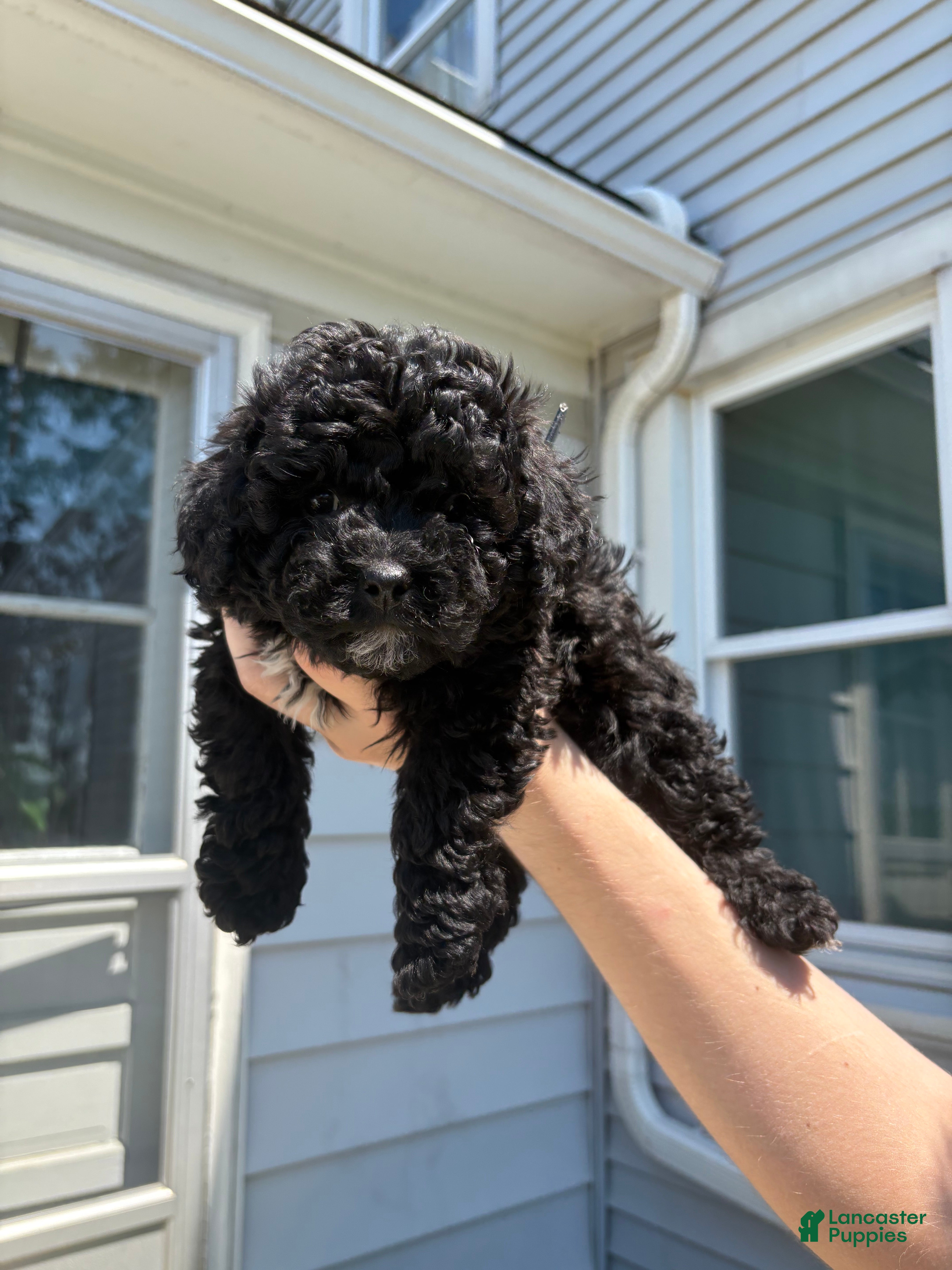 Toy Poodle dogs Rex - Ad 23