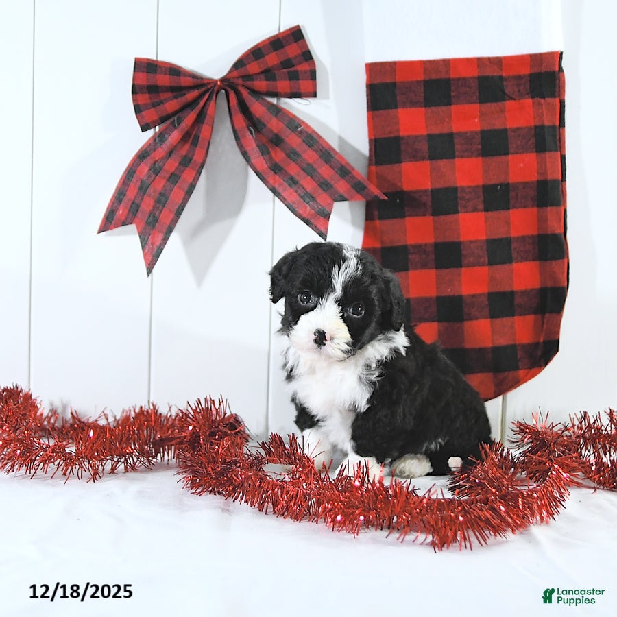 Mini Bernedoodle dogs Sam EXTRA SMALL - Ad 10