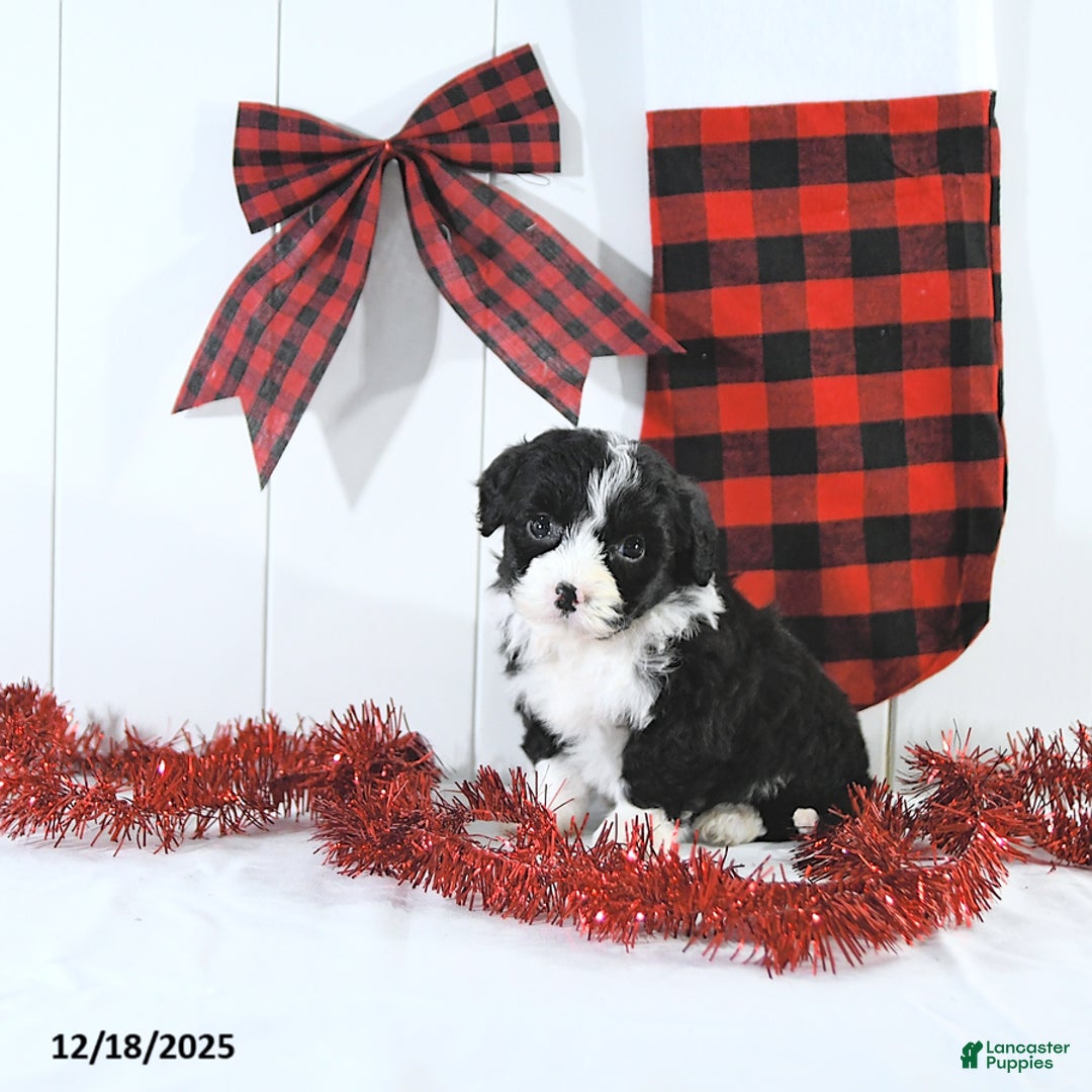 Mini Bernedoodle dogs for sale: Sam EXTRA SMALL - Ad 1