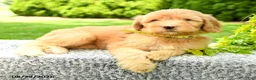 Mini Goldendoodle dogs for sale: Hanna - Ad 4